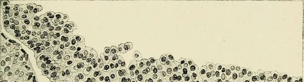 An illustration from Obstetrics : a text-book for the use of students and practitioners / by J. Whitridge Williams ... with eight coloured plates and six hundred and thirty illustrations in the text., 1903, leaf 95