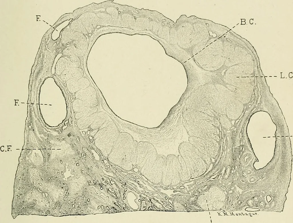 An illustration from Obstetrics : a text-book for the use of students and practitioners / by J. Whitridge Williams ... with eight coloured plates and six hundred and thirty illustrations in the text., 1903, leaf 97