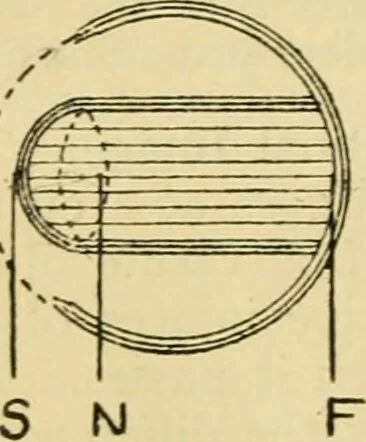 An illustration from A manual of physiology : with practical exercises / by G. N. Stewart ; with coloured plate and 467 other illustrations., 1914, leaf 1002