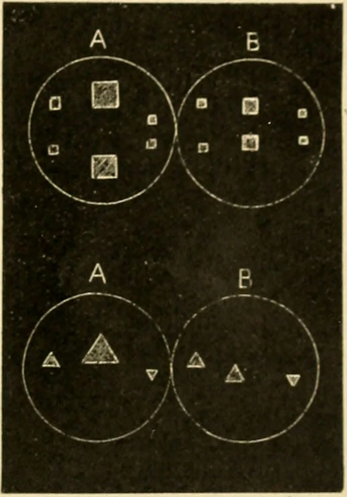 An illustration from A manual of physiology : with practical exercises / by G. N. Stewart ; with coloured plate and 467 other illustrations., 1914, leaf 1005