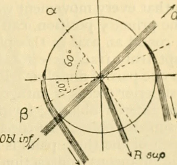 An illustration from A manual of physiology : with practical exercises / by G. N. Stewart ; with coloured plate and 467 other illustrations., 1914, leaf 1047