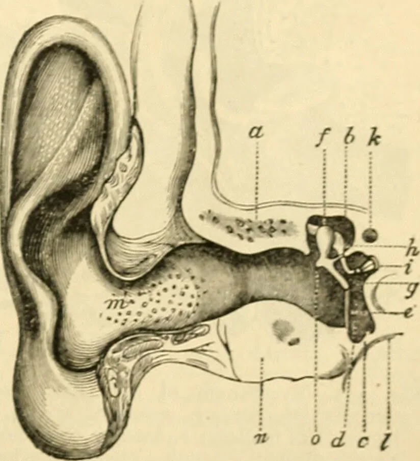 An illustration from A manual of physiology : with practical exercises / by G. N. Stewart ; with coloured plate and 467 other illustrations., 1914, leaf 1049