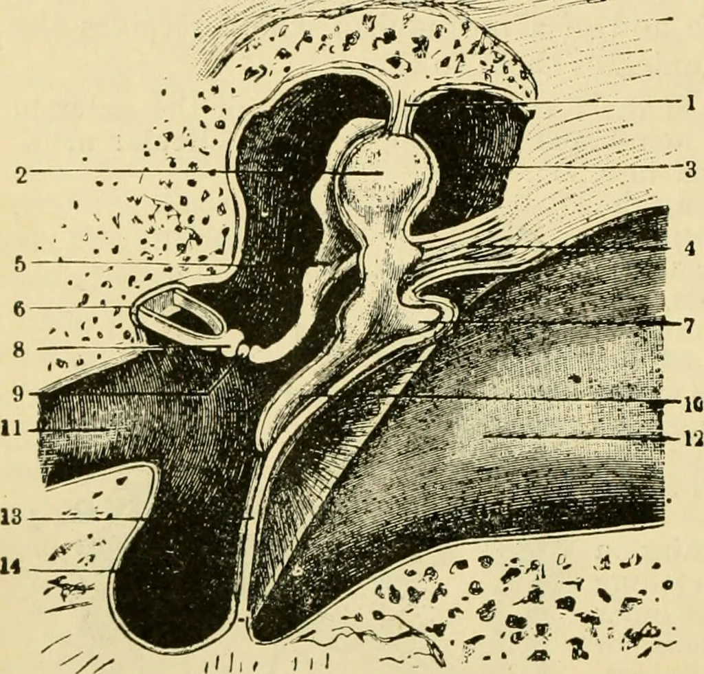 An illustration from A manual of physiology : with practical exercises / by G. N. Stewart ; with coloured plate and 467 other illustrations., 1914, leaf 1050