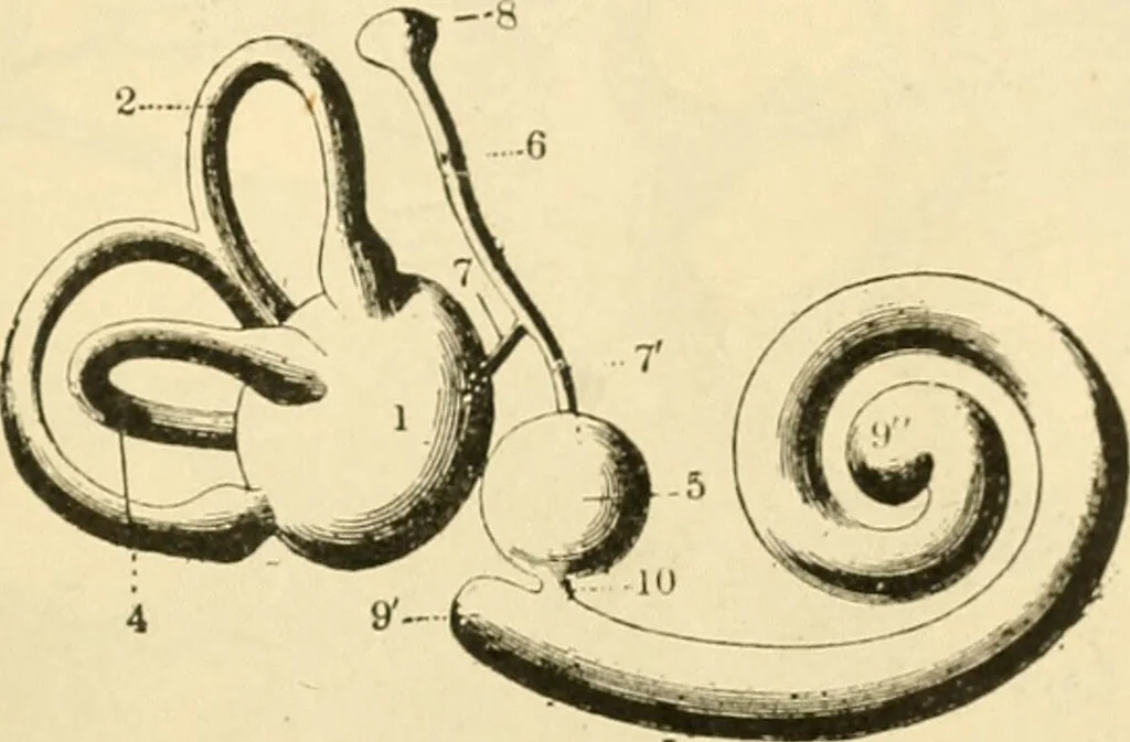 An illustration from A manual of physiology : with practical exercises / by G. N. Stewart ; with coloured plate and 467 other illustrations., 1914, leaf 1051