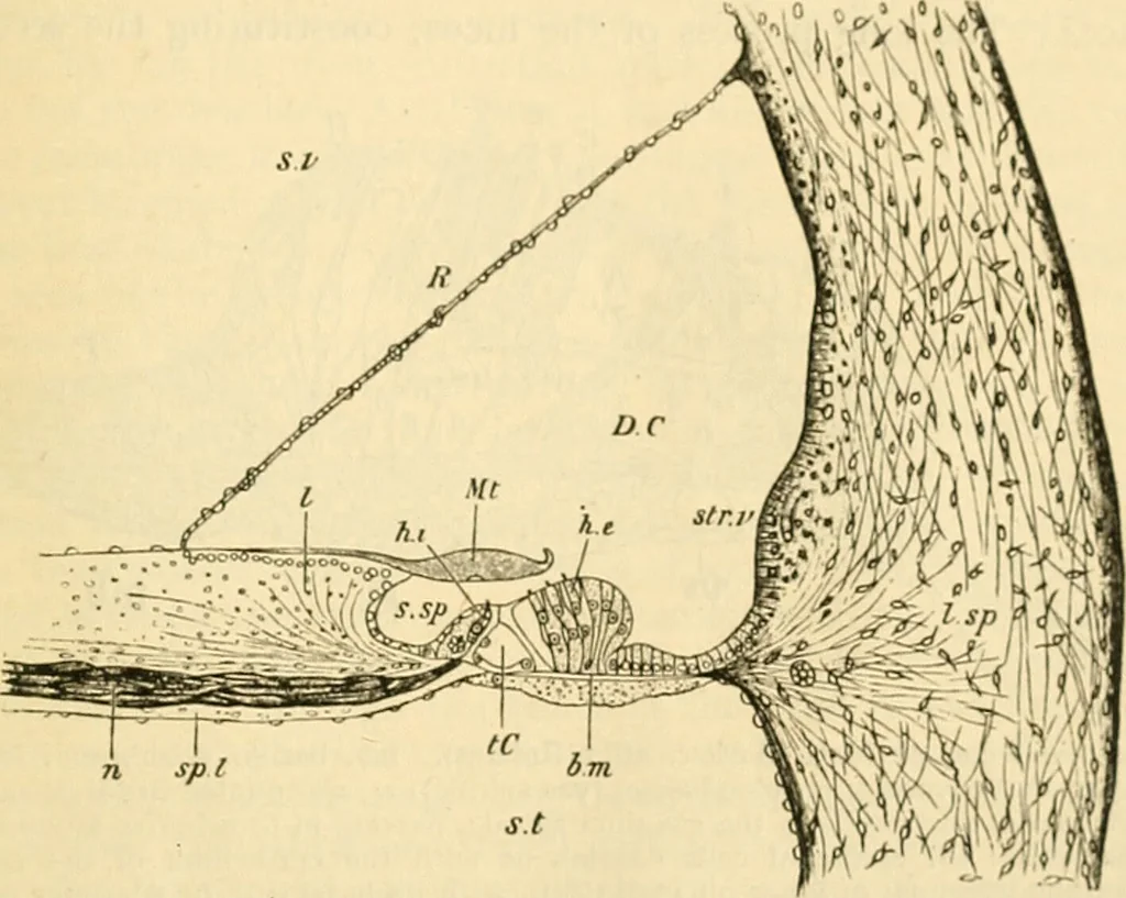 An illustration from A manual of physiology : with practical exercises / by G. N. Stewart ; with coloured plate and 467 other illustrations., 1914, leaf 1053