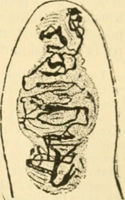 An illustration from A manual of physiology : with practical exercises / by G. N. Stewart ; with coloured plate and 467 other illustrations., 1914, leaf 1063