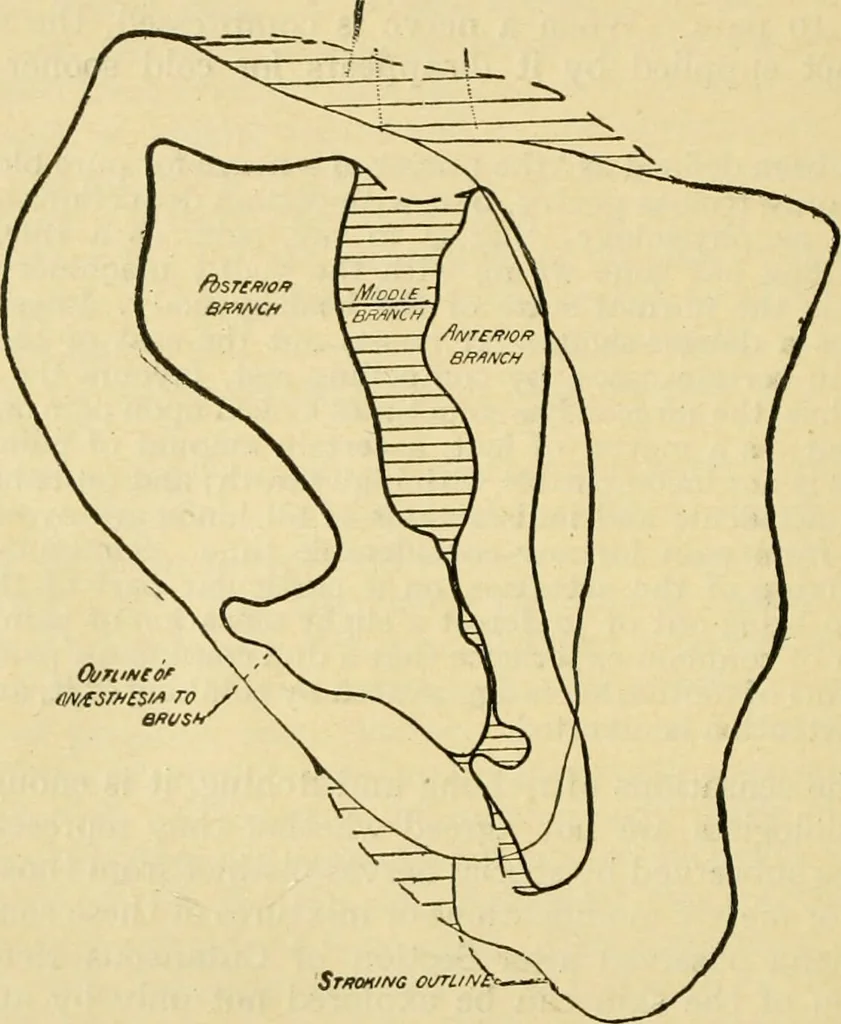 An illustration from A manual of physiology : with practical exercises / by G. N. Stewart ; with coloured plate and 467 other illustrations., 1914, leaf 1070
