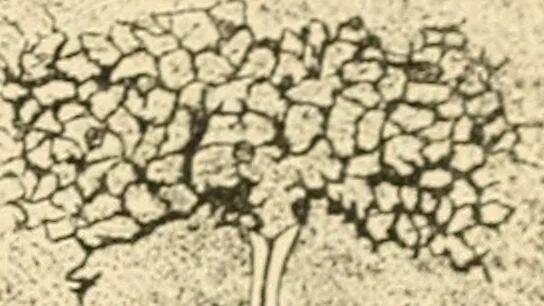 An illustration from A manual of physiology : with practical exercises / by G. N. Stewart ; with coloured plate and 467 other illustrations., 1914, leaf 1077