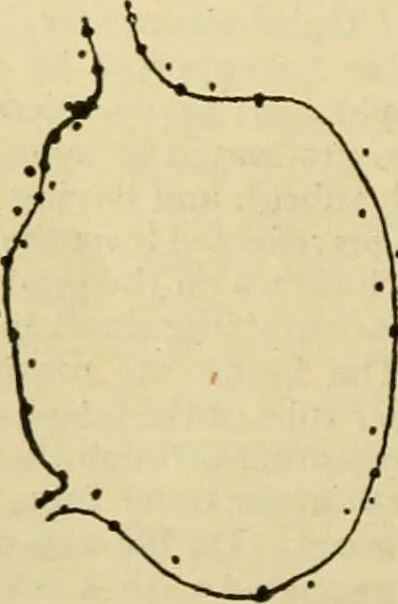 An illustration from A manual of physiology : with practical exercises / by G. N. Stewart ; with coloured plate and 467 other illustrations., 1914, leaf 1088