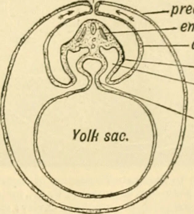 An illustration from A manual of physiology : with practical exercises / by G. N. Stewart ; with coloured plate and 467 other illustrations., 1914, leaf 1107