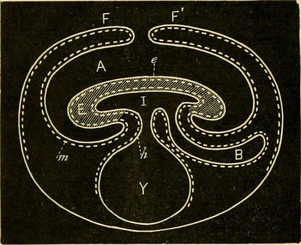 An illustration from A manual of physiology : with practical exercises / by G. N. Stewart ; with coloured plate and 467 other illustrations., 1914, leaf 1108