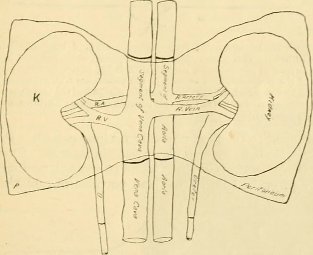 An illustration from A manual of physiology : with practical exercises / by G. N. Stewart ; with coloured plate and 467 other illustrations., 1914, leaf 1123