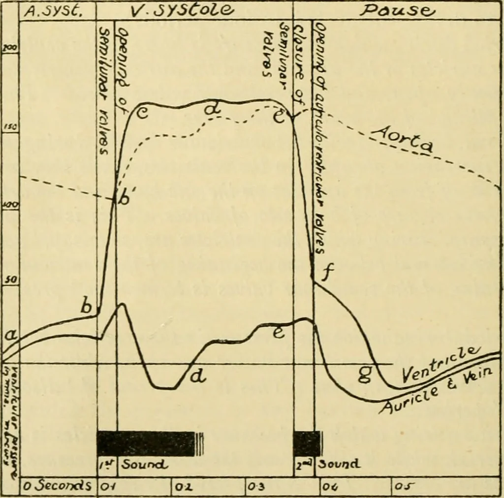 An illustration from A manual of physiology : with practical exercises / by G. N. Stewart ; with coloured plate and 467 other illustrations., 1914, leaf 122