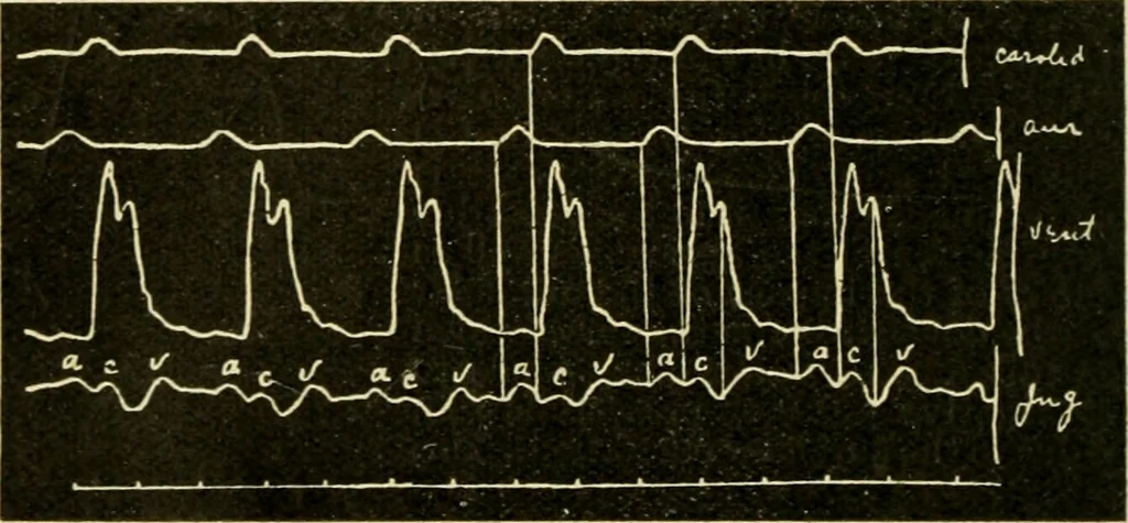 An illustration from A manual of physiology : with practical exercises / by G. N. Stewart ; with coloured plate and 467 other illustrations., 1914, leaf 124