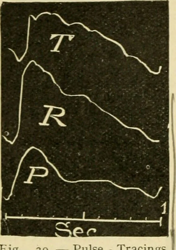 An illustration from A manual of physiology : with practical exercises / by G. N. Stewart ; with coloured plate and 467 other illustrations., 1914, leaf 128