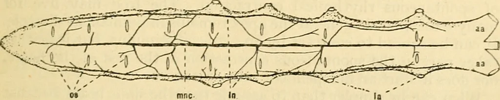 An illustration from A manual of physiology : with practical exercises / by G. N. Stewart ; with coloured plate and 467 other illustrations., 1914, leaf 167