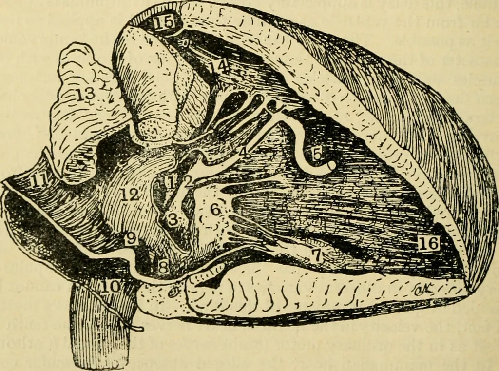 An illustration from A manual of physiology : with practical exercises / by G. N. Stewart ; with coloured plate and 467 other illustrations., 1914, leaf 172