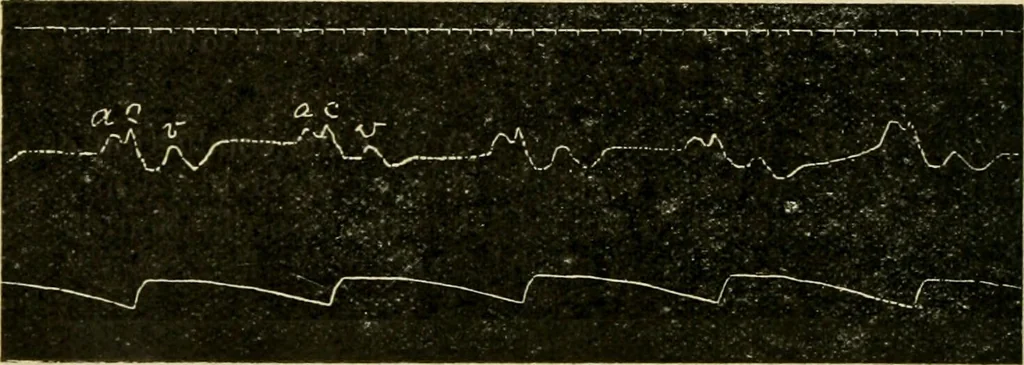 An illustration from A manual of physiology : with practical exercises / by G. N. Stewart ; with coloured plate and 467 other illustrations., 1914, leaf 174