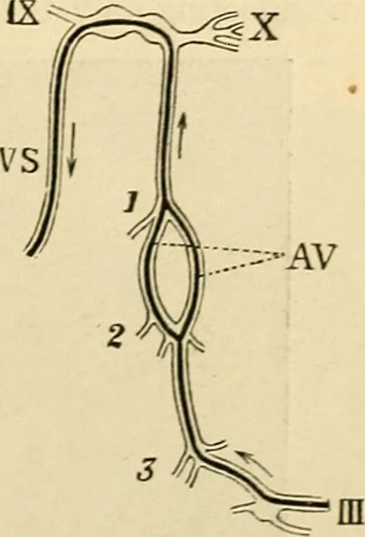 An illustration from A manual of physiology : with practical exercises / by G. N. Stewart ; with coloured plate and 467 other illustrations., 1914, leaf 181