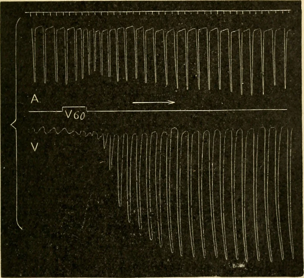 An illustration from A manual of physiology : with practical exercises / by G. N. Stewart ; with coloured plate and 467 other illustrations., 1914, leaf 185