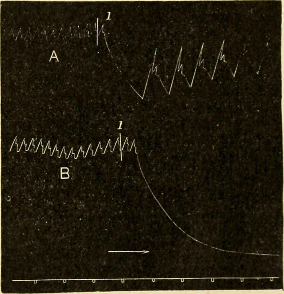 An illustration from A manual of physiology : with practical exercises / by G. N. Stewart ; with coloured plate and 467 other illustrations., 1914, leaf 187