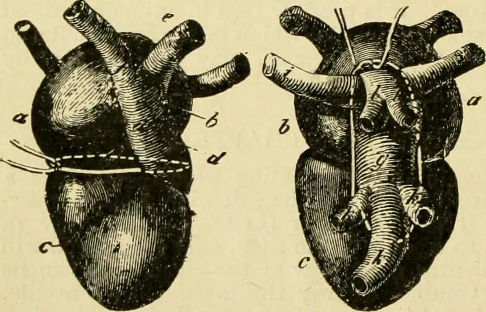 An illustration from A manual of physiology : with practical exercises / by G. N. Stewart ; with coloured plate and 467 other illustrations., 1914, leaf 216