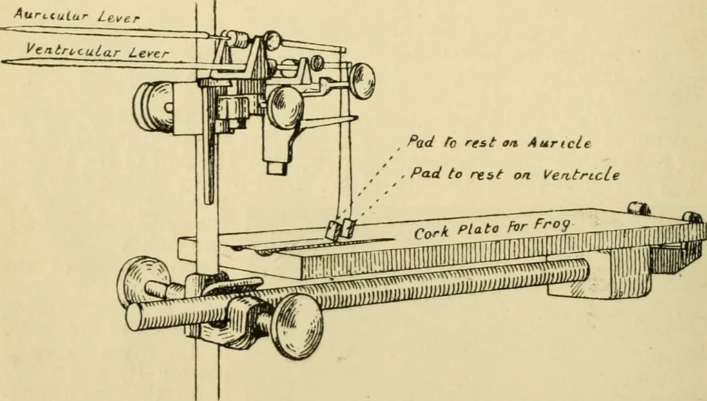 An illustration from A manual of physiology : with practical exercises / by G. N. Stewart ; with coloured plate and 467 other illustrations., 1914, leaf 218