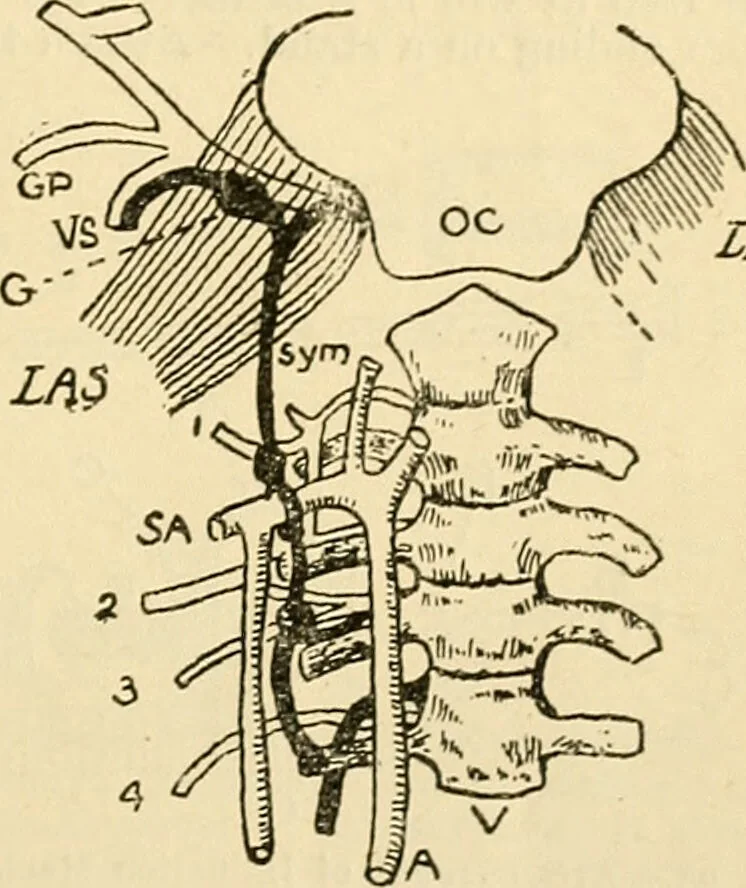An illustration from A manual of physiology : with practical exercises / by G. N. Stewart ; with coloured plate and 467 other illustrations., 1914, leaf 221