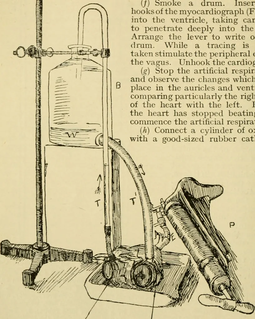 An illustration from A manual of physiology : with practical exercises / by G. N. Stewart ; with coloured plate and 467 other illustrations., 1914, leaf 226
