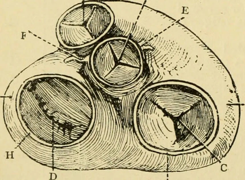 An illustration from A manual of physiology : with practical exercises / by G. N. Stewart ; with coloured plate and 467 other illustrations., 1914, leaf 228