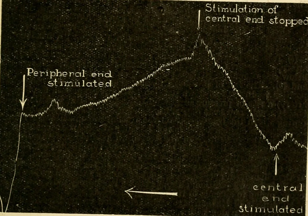 An illustration from A manual of physiology : with practical exercises / by G. N. Stewart ; with coloured plate and 467 other illustrations., 1914, leaf 235