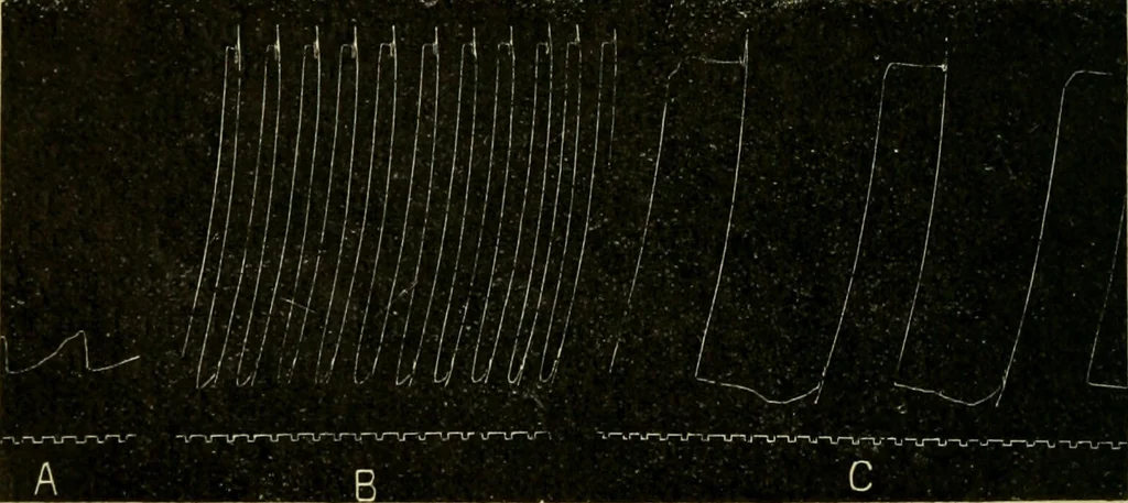 An illustration from A manual of physiology : with practical exercises / by G. N. Stewart ; with coloured plate and 467 other illustrations., 1914, leaf 296