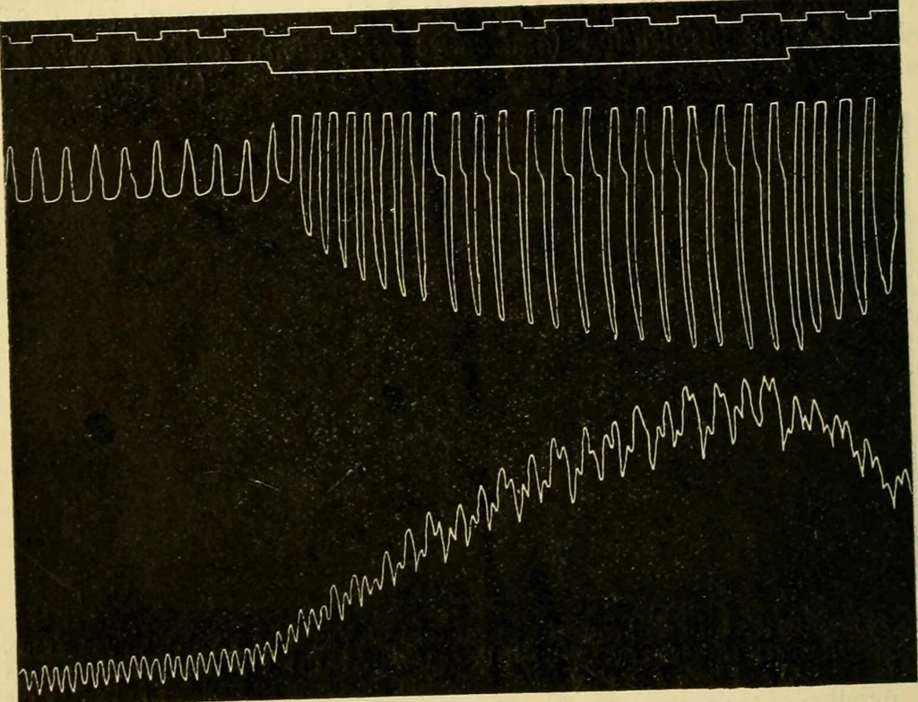An illustration from A manual of physiology : with practical exercises / by G. N. Stewart ; with coloured plate and 467 other illustrations., 1914, leaf 298