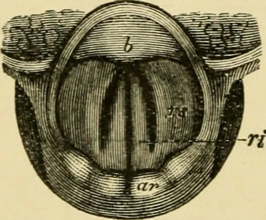 An illustration from A manual of physiology : with practical exercises / by G. N. Stewart ; with coloured plate and 467 other illustrations., 1914, leaf 330