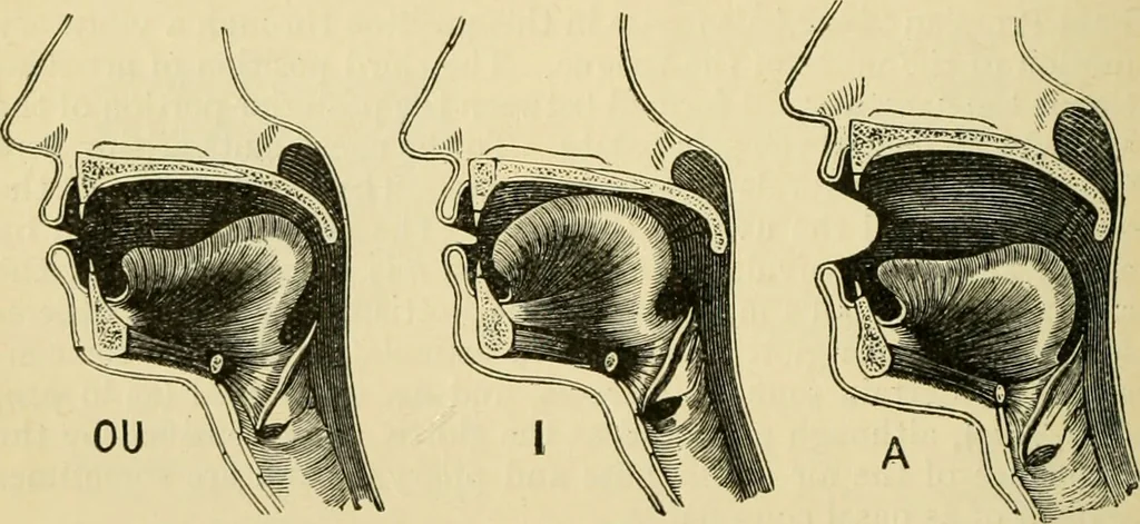 An illustration from A manual of physiology : with practical exercises / by G. N. Stewart ; with coloured plate and 467 other illustrations., 1914, leaf 332