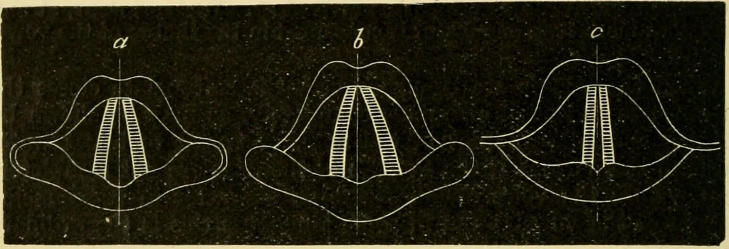 An illustration from A manual of physiology : with practical exercises / by G. N. Stewart ; with coloured plate and 467 other illustrations., 1914, leaf 334