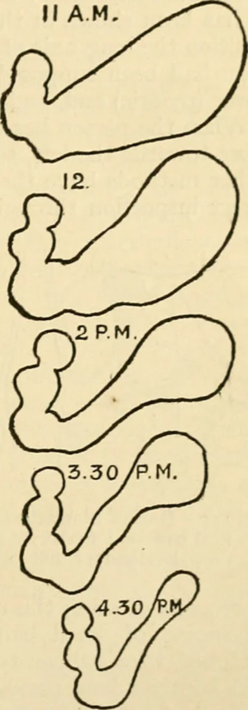 An illustration from A manual of physiology : with practical exercises / by G. N. Stewart ; with coloured plate and 467 other illustrations., 1914, leaf 345