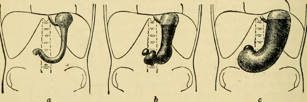 An illustration from A manual of physiology : with practical exercises / by G. N. Stewart ; with coloured plate and 467 other illustrations., 1914, leaf 346