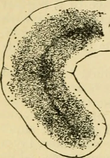 An illustration from A manual of physiology : with practical exercises / by G. N. Stewart ; with coloured plate and 467 other illustrations., 1914, leaf 394