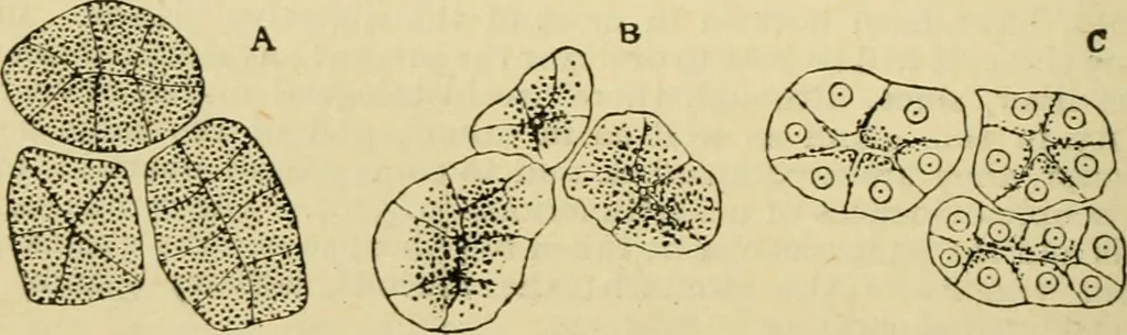 An illustration from A manual of physiology : with practical exercises / by G. N. Stewart ; with coloured plate and 467 other illustrations., 1914, leaf 394