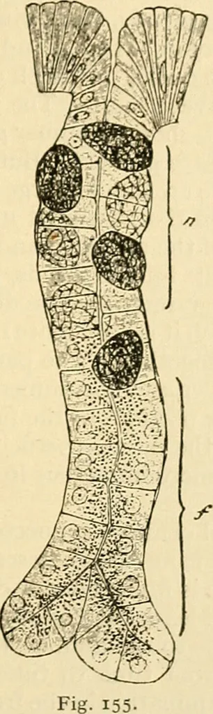 An illustration from A manual of physiology : with practical exercises / by G. N. Stewart ; with coloured plate and 467 other illustrations., 1914, leaf 395
