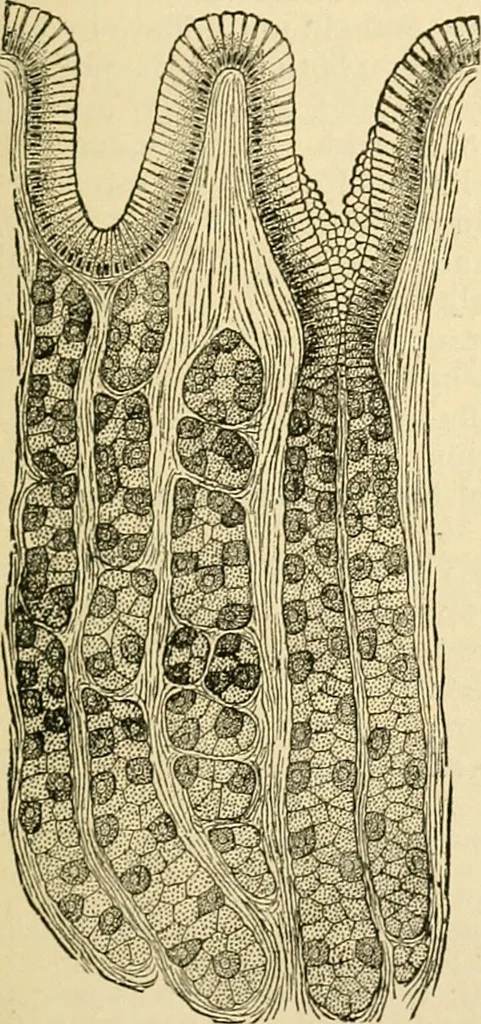 An illustration from A manual of physiology : with practical exercises / by G. N. Stewart ; with coloured plate and 467 other illustrations., 1914, leaf 397