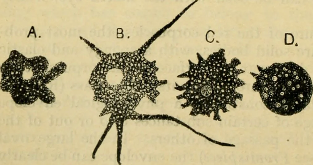 An illustration from A manual of physiology : with practical exercises / by G. N. Stewart ; with coloured plate and 467 other illustrations., 1914, leaf 40