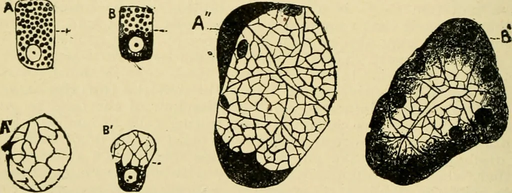 An illustration from A manual of physiology : with practical exercises / by G. N. Stewart ; with coloured plate and 467 other illustrations., 1914, leaf 400
