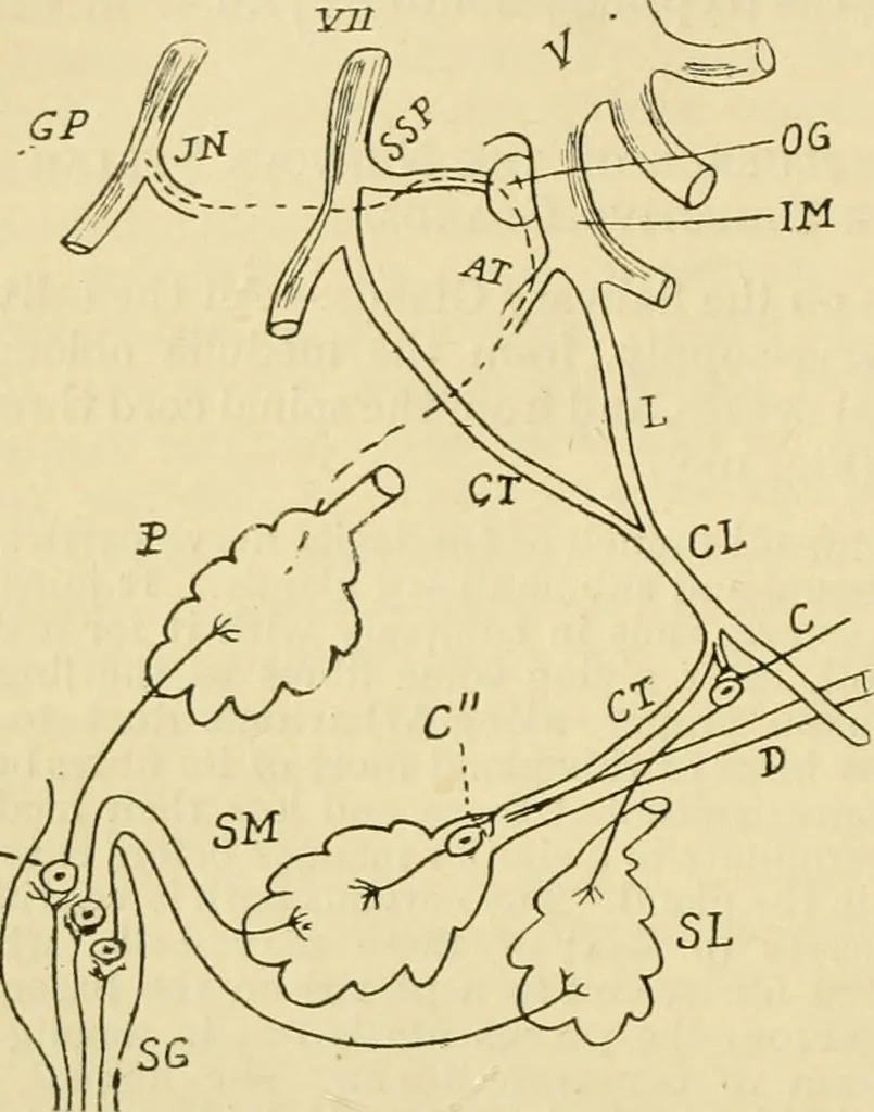 An illustration from A manual of physiology : with practical exercises / by G. N. Stewart ; with coloured plate and 467 other illustrations., 1914, leaf 410