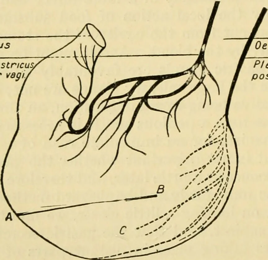 An illustration from A manual of physiology : with practical exercises / by G. N. Stewart ; with coloured plate and 467 other illustrations., 1914, leaf 420
