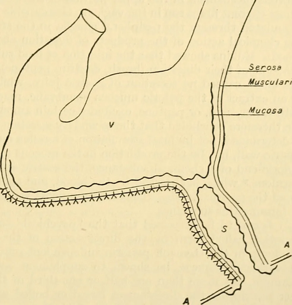 An illustration from A manual of physiology : with practical exercises / by G. N. Stewart ; with coloured plate and 467 other illustrations., 1914, leaf 421