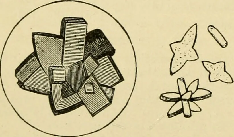 An illustration from A manual of physiology : with practical exercises / by G. N. Stewart ; with coloured plate and 467 other illustrations., 1914, leaf 496