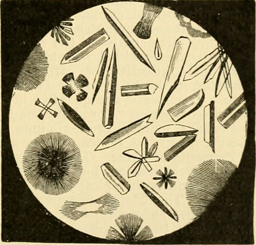 An illustration from A manual of physiology : with practical exercises / by G. N. Stewart ; with coloured plate and 467 other illustrations., 1914, leaf 499