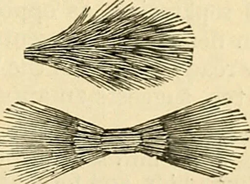 An illustration from A manual of physiology : with practical exercises / by G. N. Stewart ; with coloured plate and 467 other illustrations., 1914, leaf 507